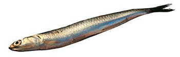 Anchois