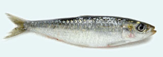 Sardine