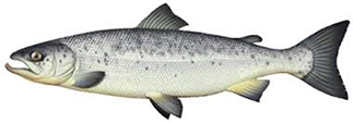 Saumon
