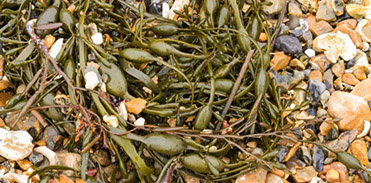 Ascophyllum