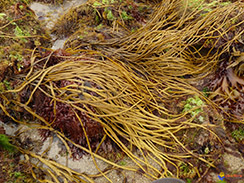 Ascophyllum