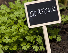 Cerfeuil