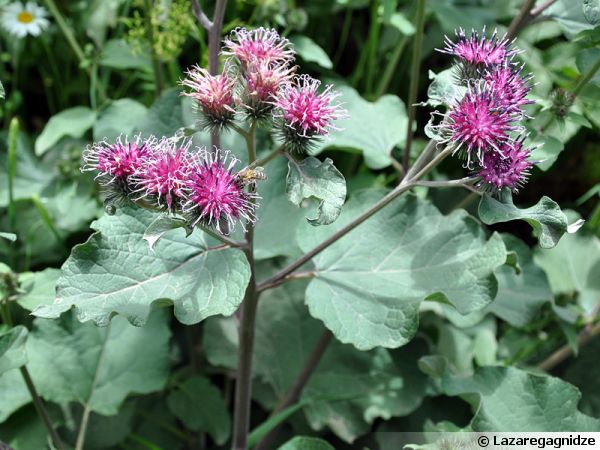 acné bardane plantes