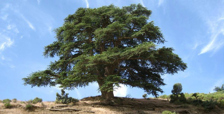 cedre-atlas -plante