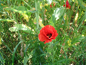 COQUELICOT