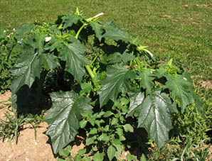 Datura