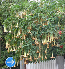 Datura