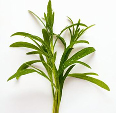 Estragon