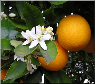 Fleur d'oranger