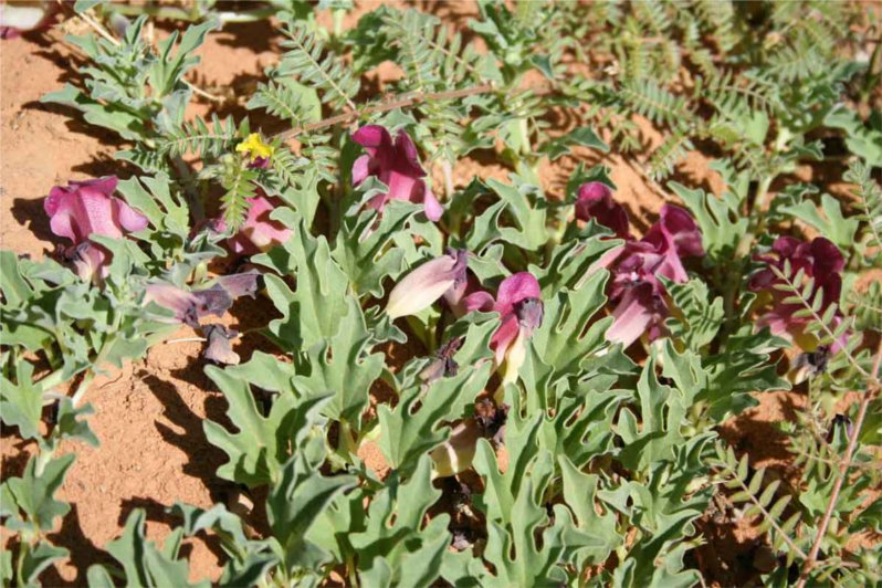 Griffe du diable, plante très efficace contre l'arhtrose !