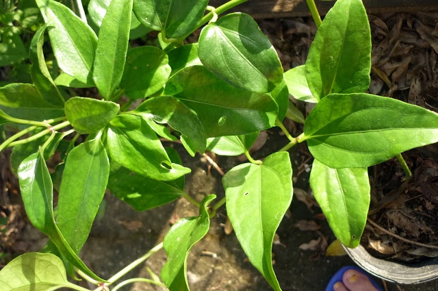 guaco plante toux