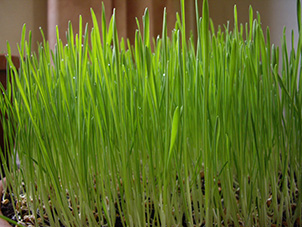 Herbe de bl