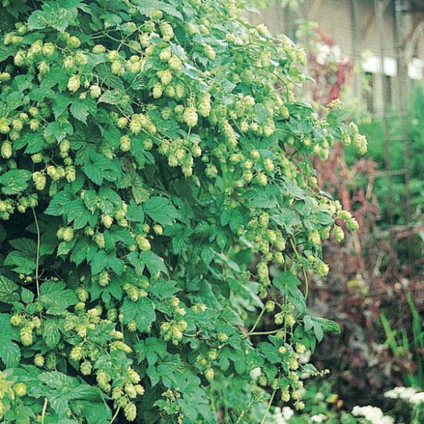 houblon sommeil