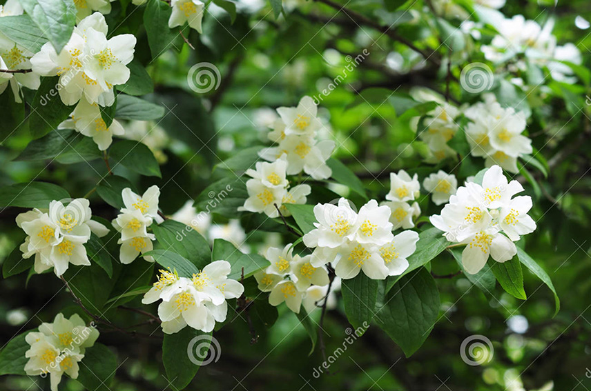 fleurs de jasmin