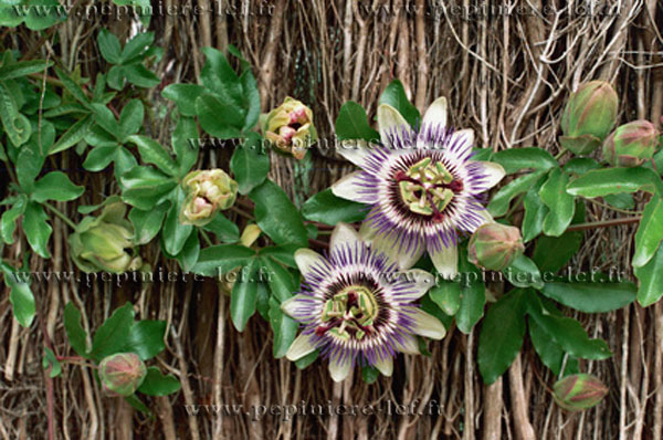 Passiflore