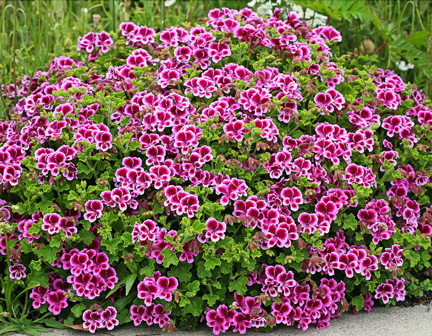 plante bronchite