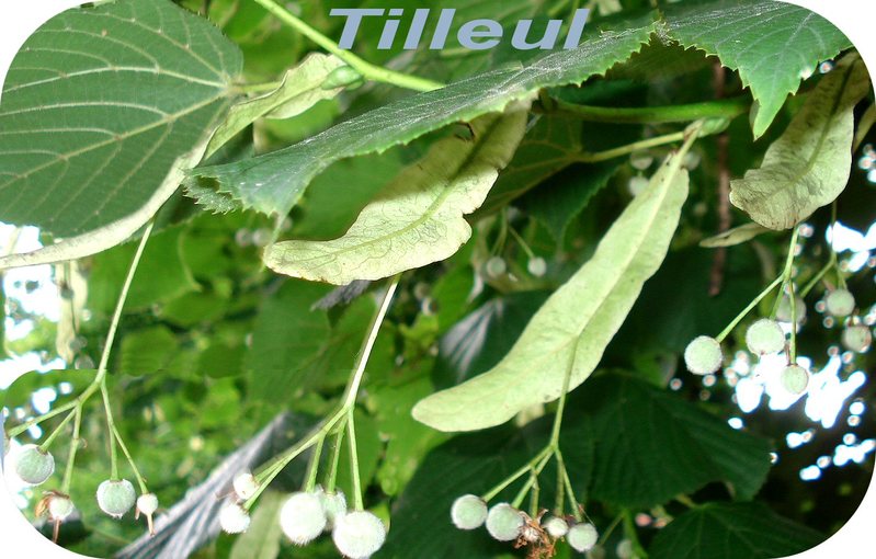 tilleul